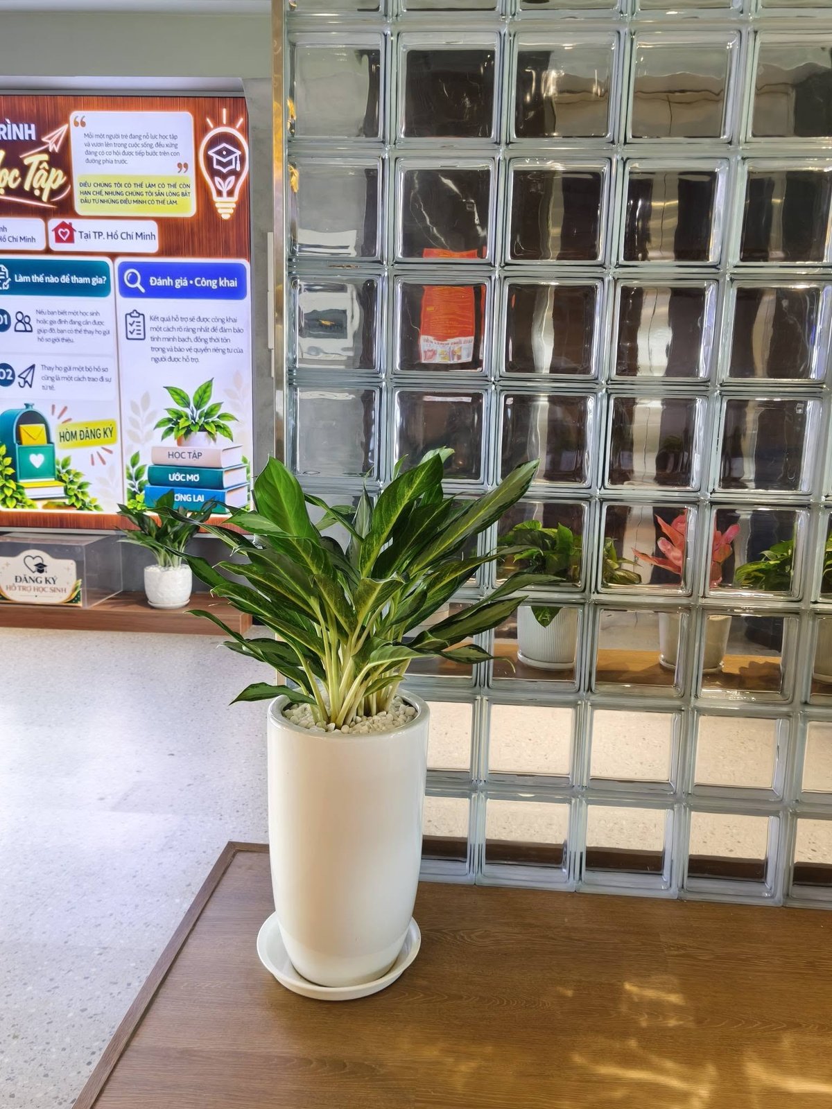 Cây Giữ Tiền – Cây Phong Thủy Trang Trí Văn Phòng