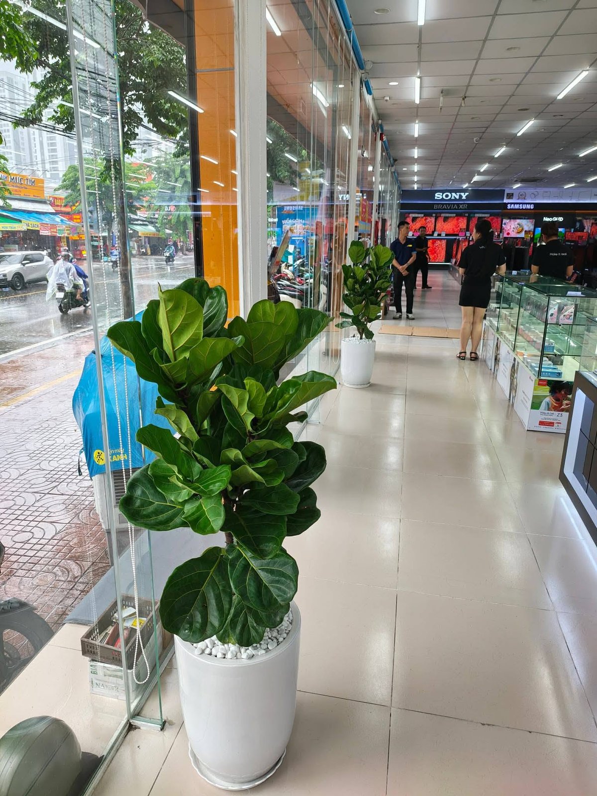 Cây Bàng Singapore – Trang Trí Nội Thất, Văn Phòng