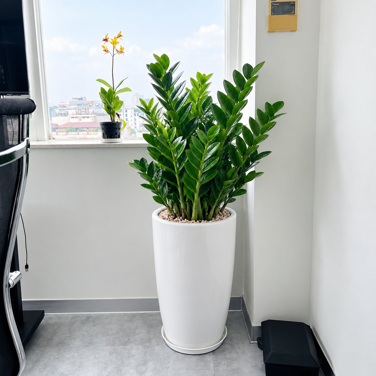 Cây Kim Tiền Chậu Sứ Đẹp – Cây Để Sàn, Tặng Khai Trương size lớn