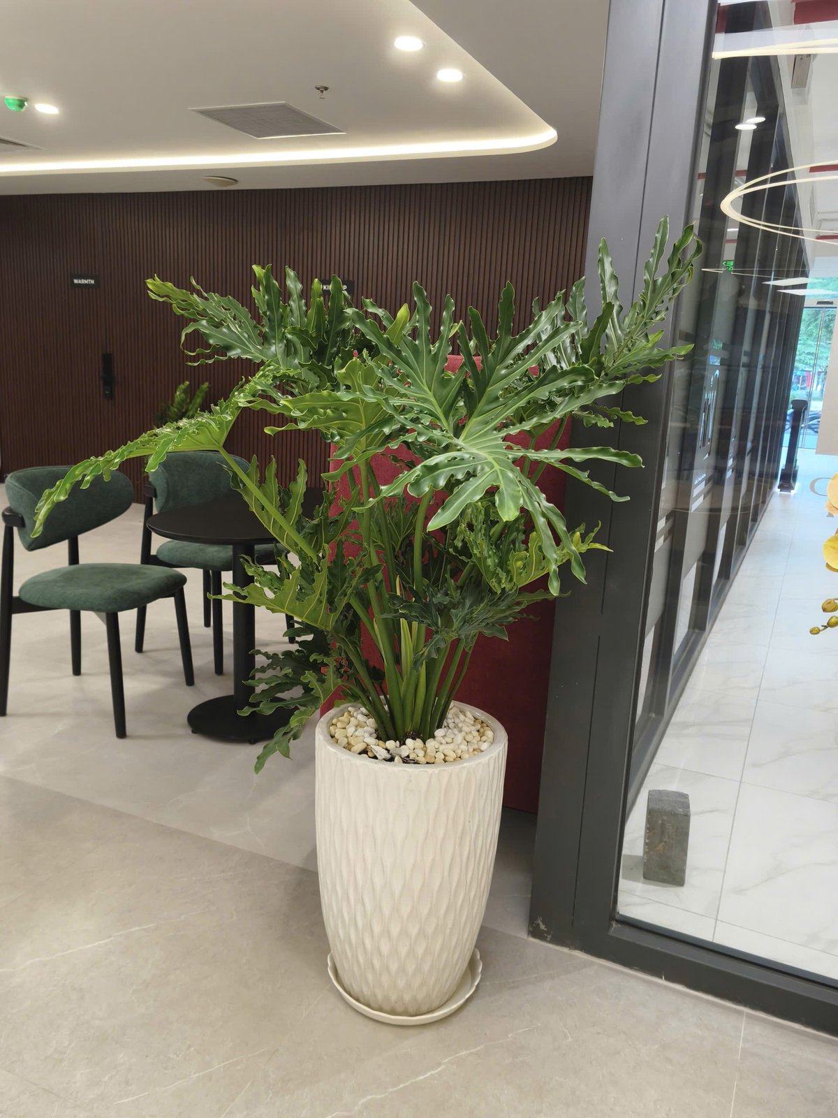 Cây Trầu Bà Thanh Xuân – Trang Trí Nội Thất, Văn Phòng, Tặng Khai Trương 3