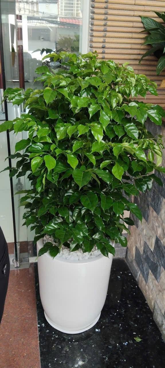 Cây Hạnh Phúc – Cây Phong Thủy Trang Trí, Tặng Khai Trương 2