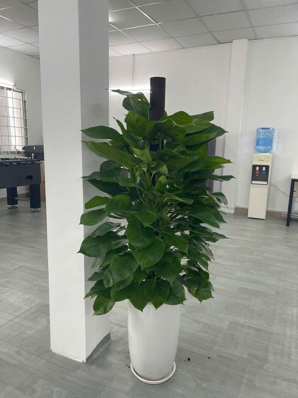 Cây trầu bà cột 2