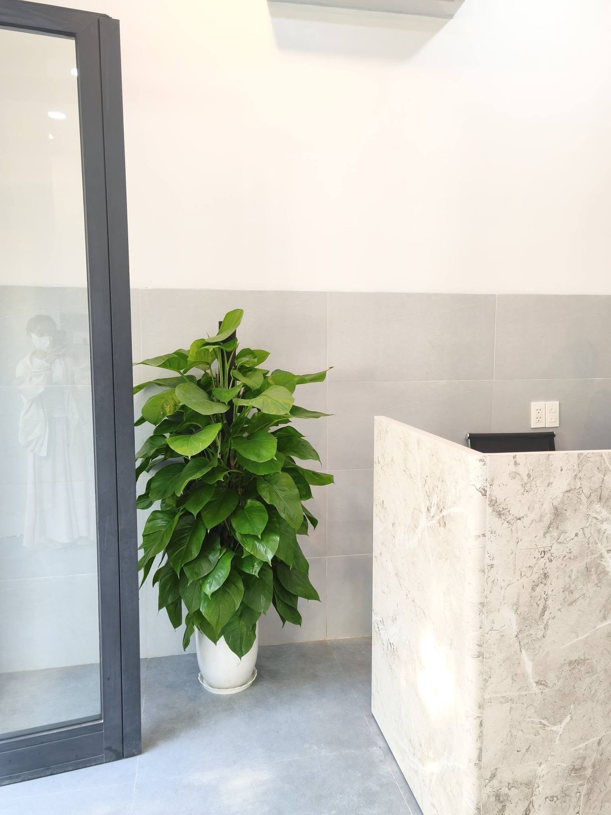 Cây trầu bà cột