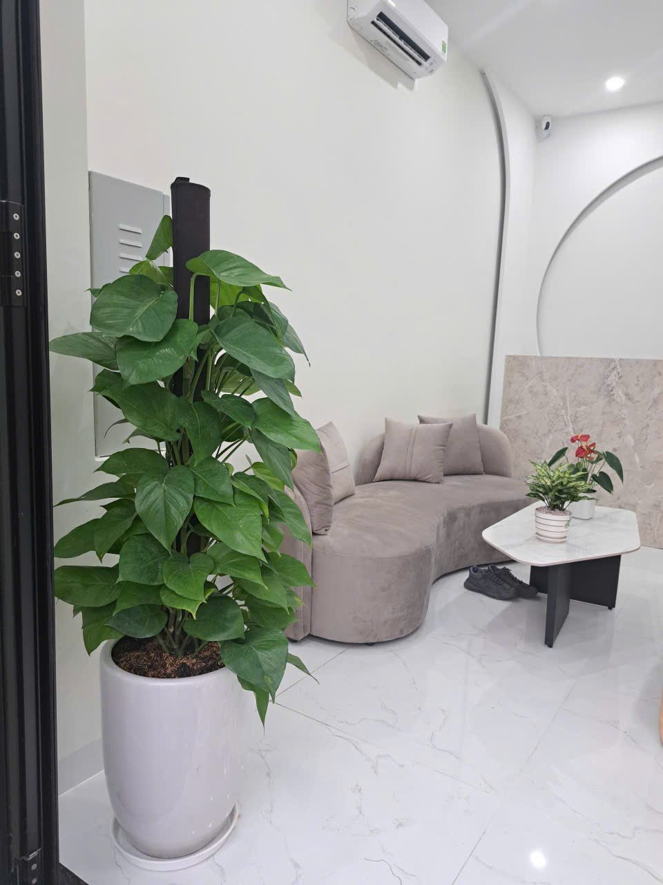 Cây trầu bà cột 3