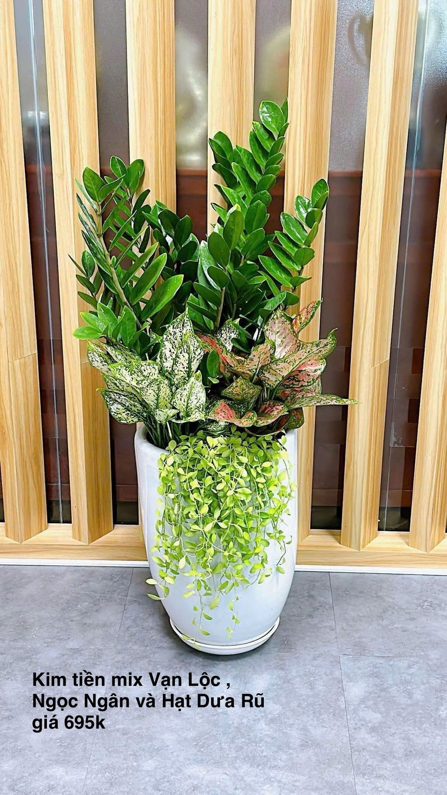 Cây kim tiền phối kết để văn phòng