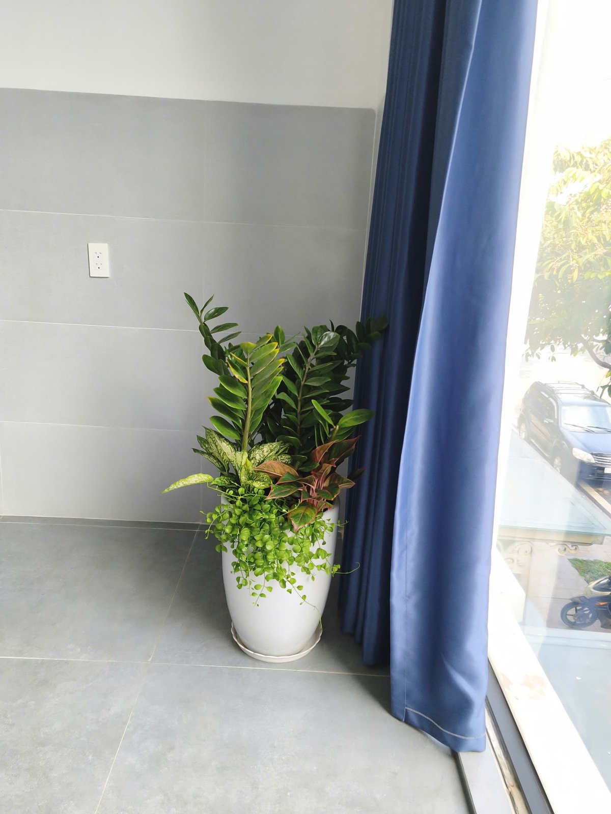 Cây kim tiền phối kết để văn phòng 3