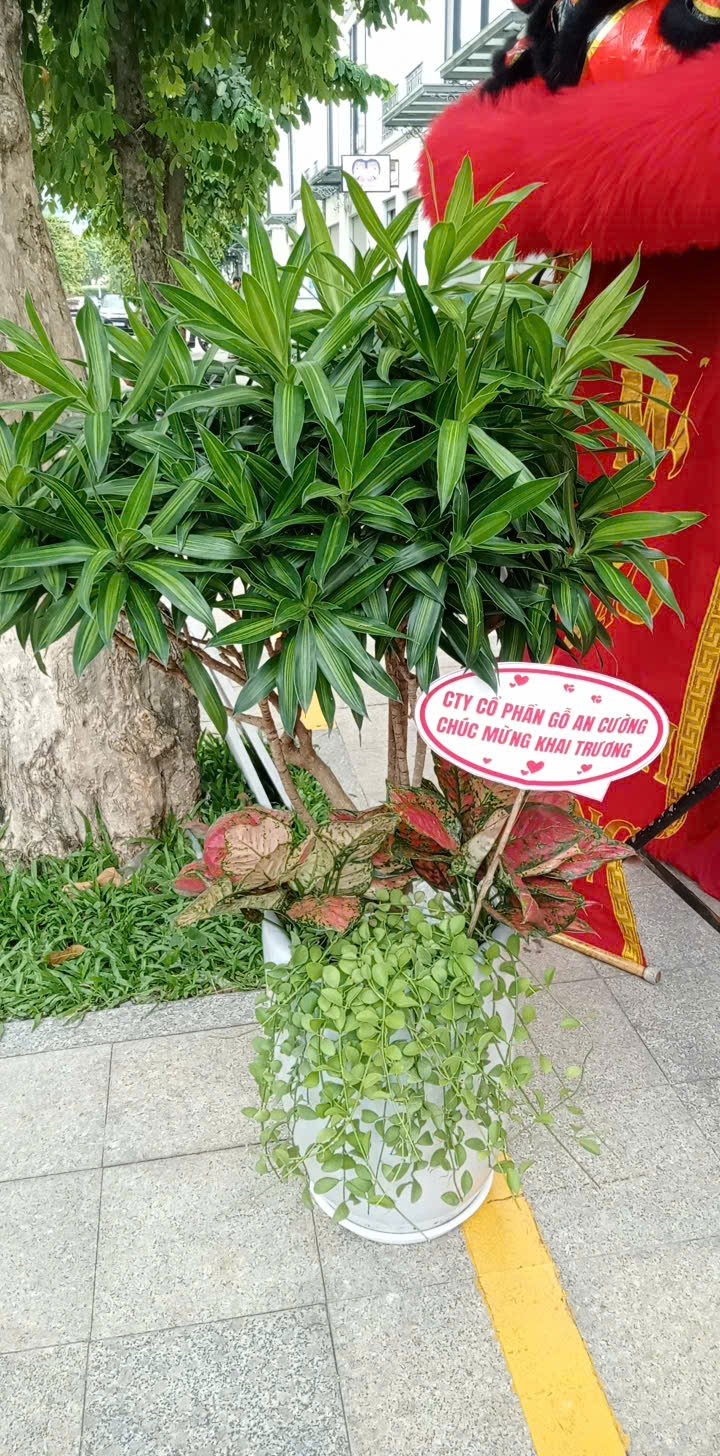 Trúc bách hợp phối kết tặng khai trương 3