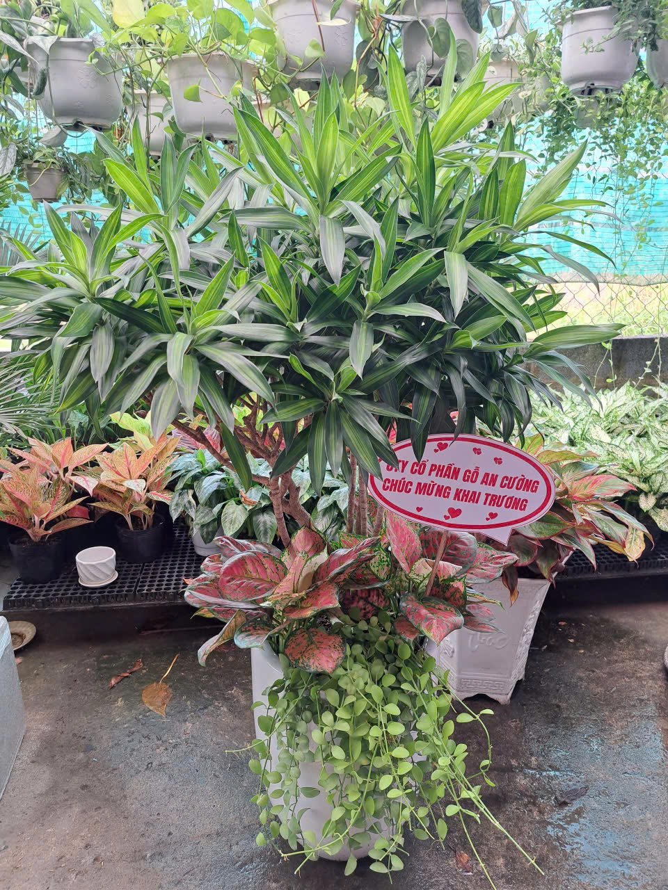 Trúc bách hợp phối kết tặng khai trương