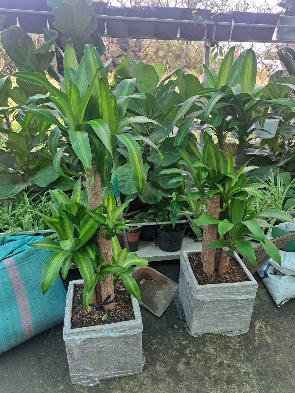 Cây phong thủy phát tài thiết mộc lan 3