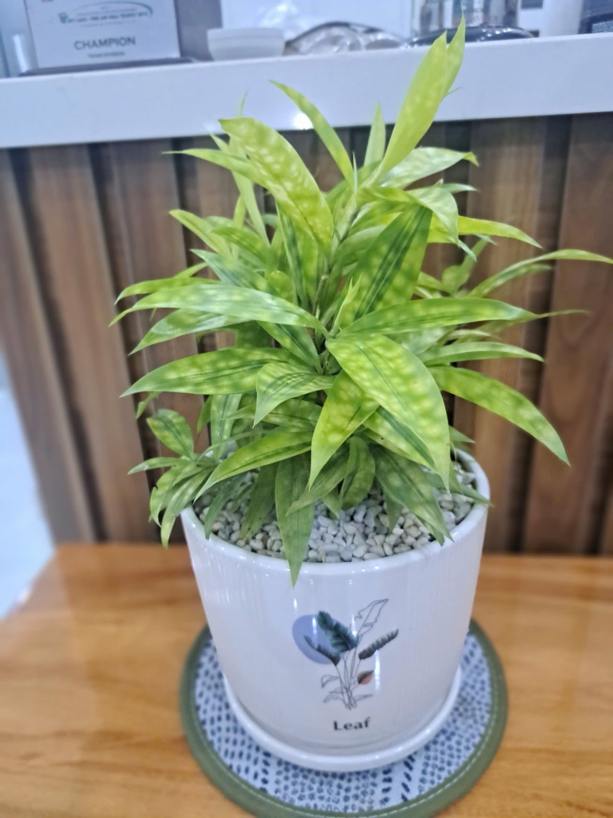 Cây trúc nhật vàng 2