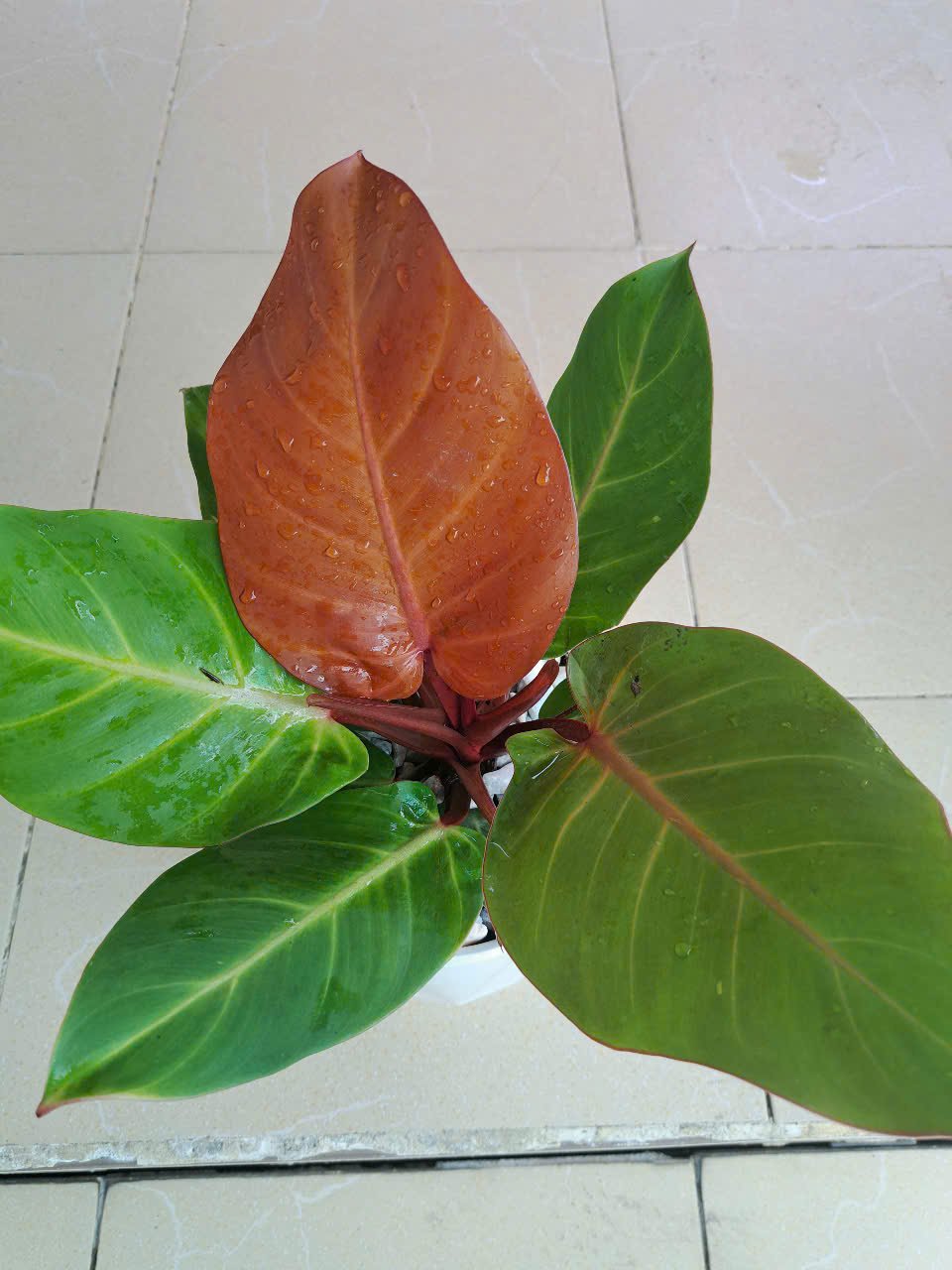 Cây trầu bà đế vương đỏ cam để bàn 2