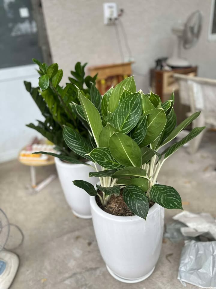 Cây bạch mã hoàng tử 3