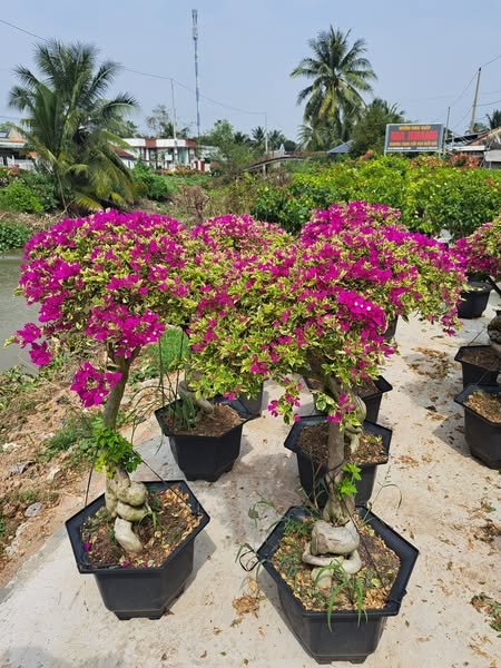 Hoa giấy cẩm thạch 3