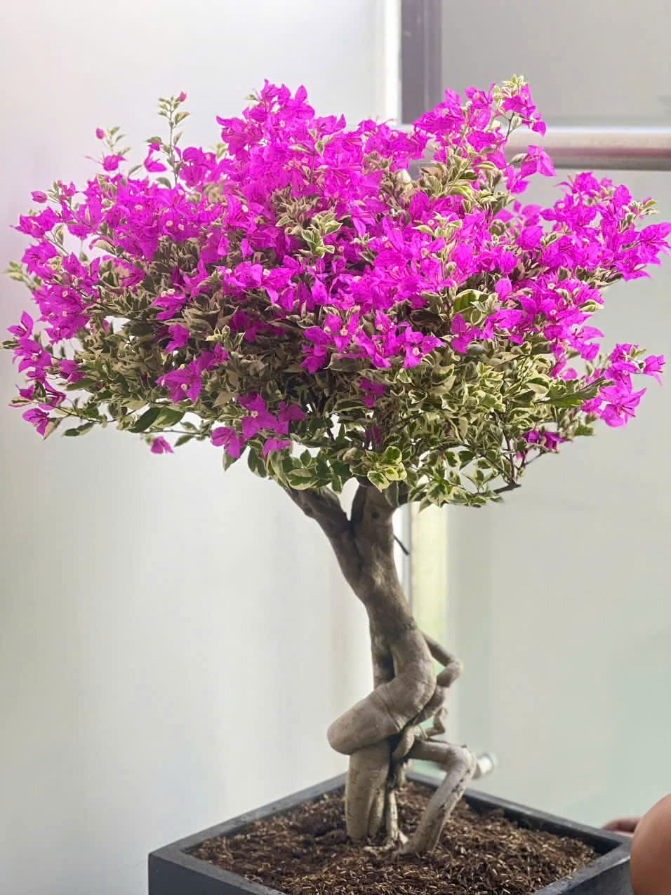 Hoa giấy cẩm thạch