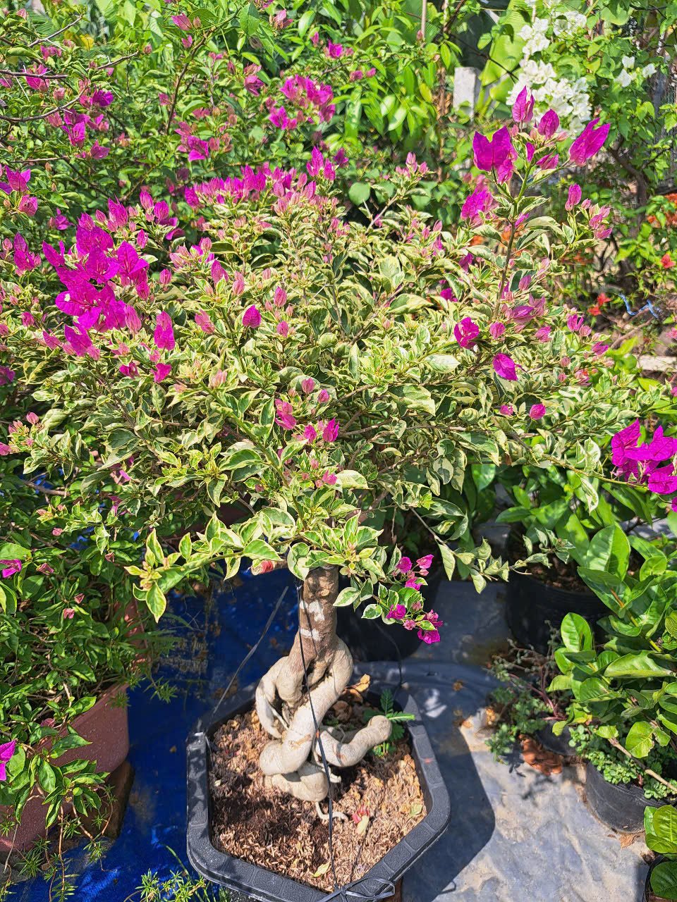 Hoa giấy cẩm thạch 2