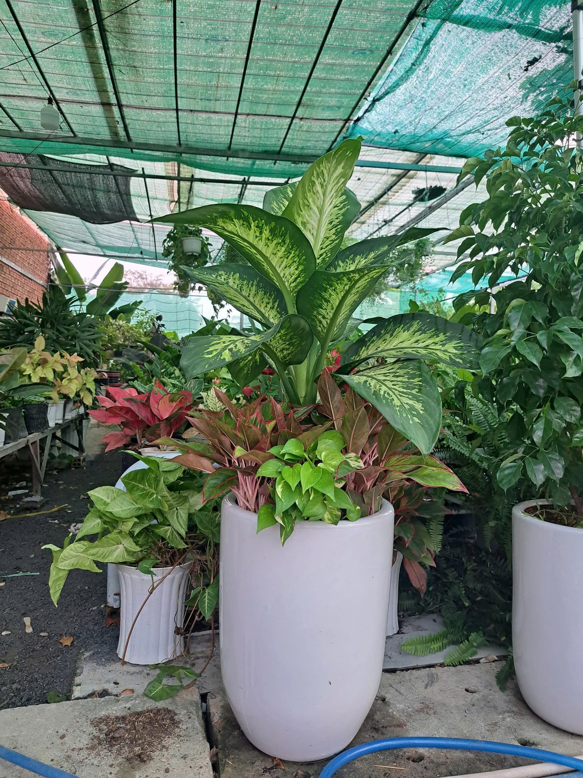 Vạn niên thanh mix phú quý 2