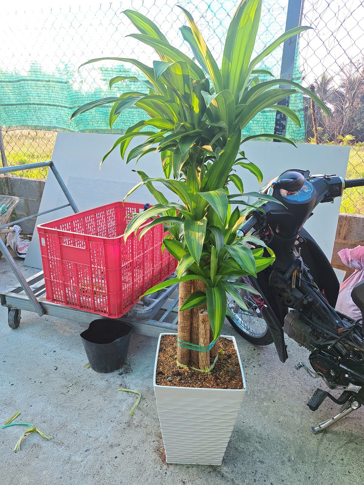 Cây phát tài thiết mộc lan