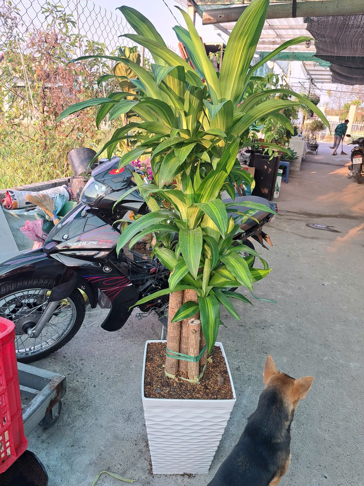Cây phát tài thiết mộc lan 2