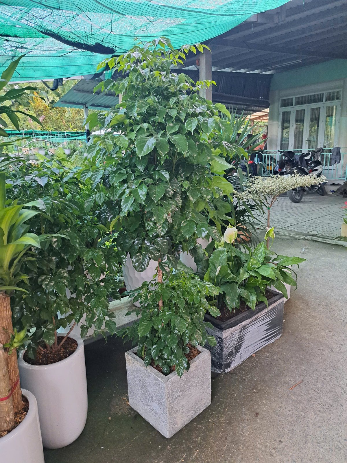 Cây hạnh phúc 2 tầng 2