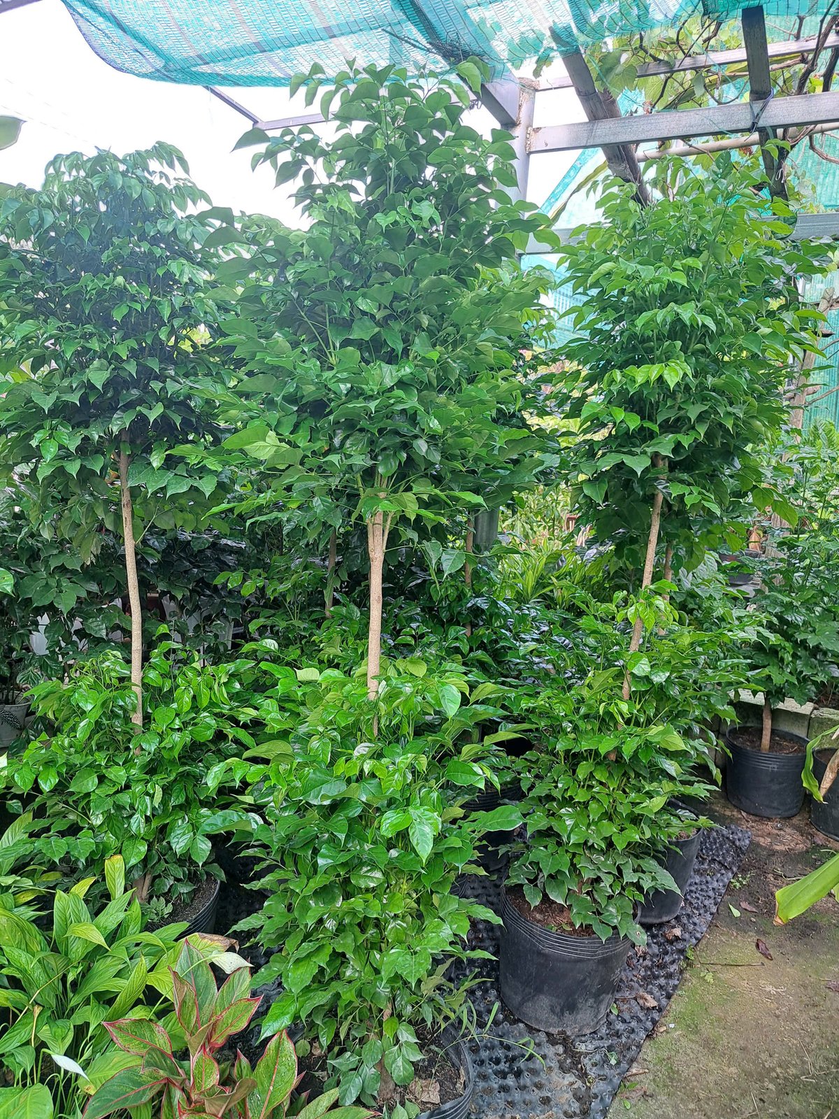 Cây hạnh phúc 2 tầng 3