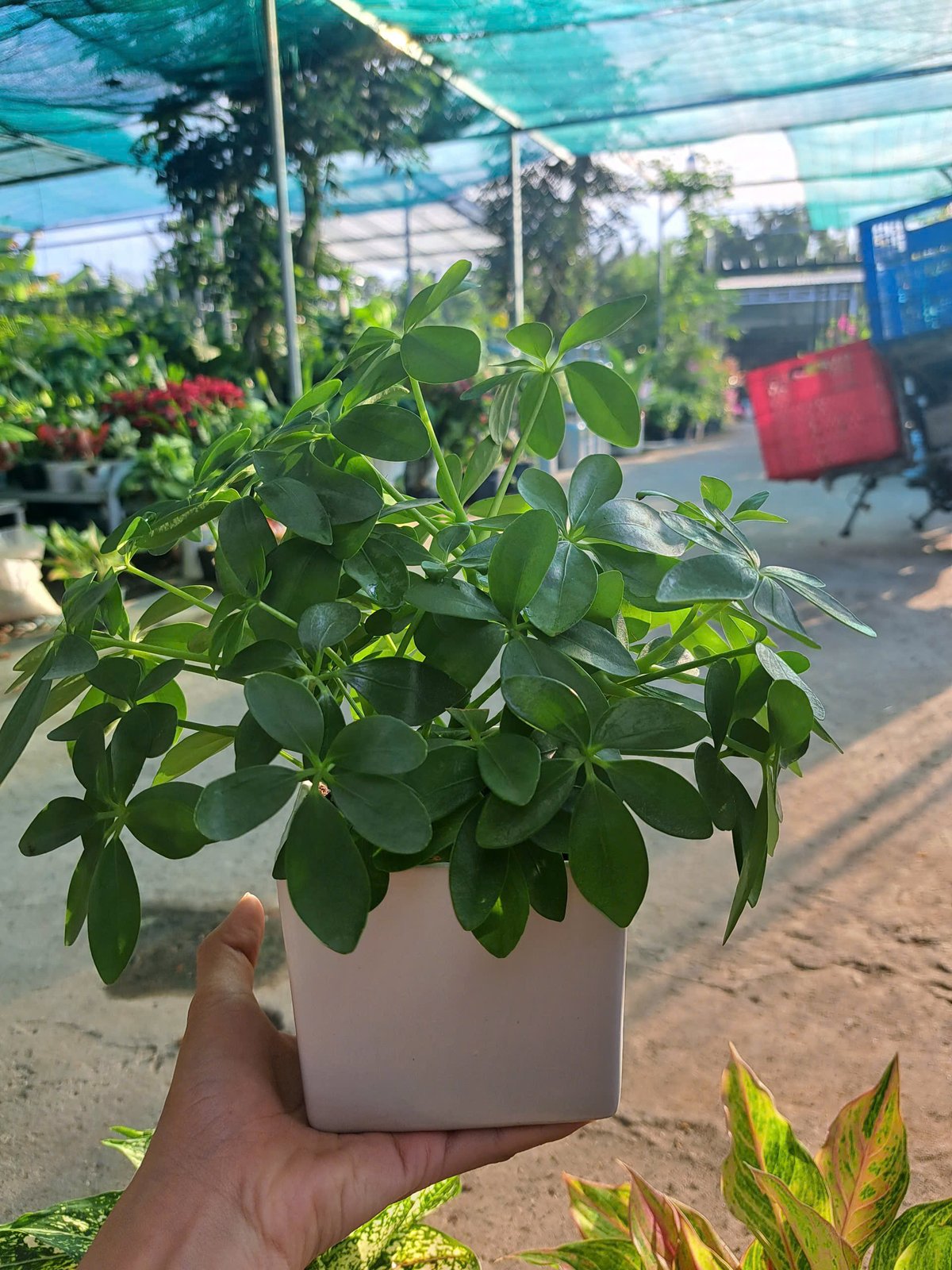 Cây ngũ gia bì