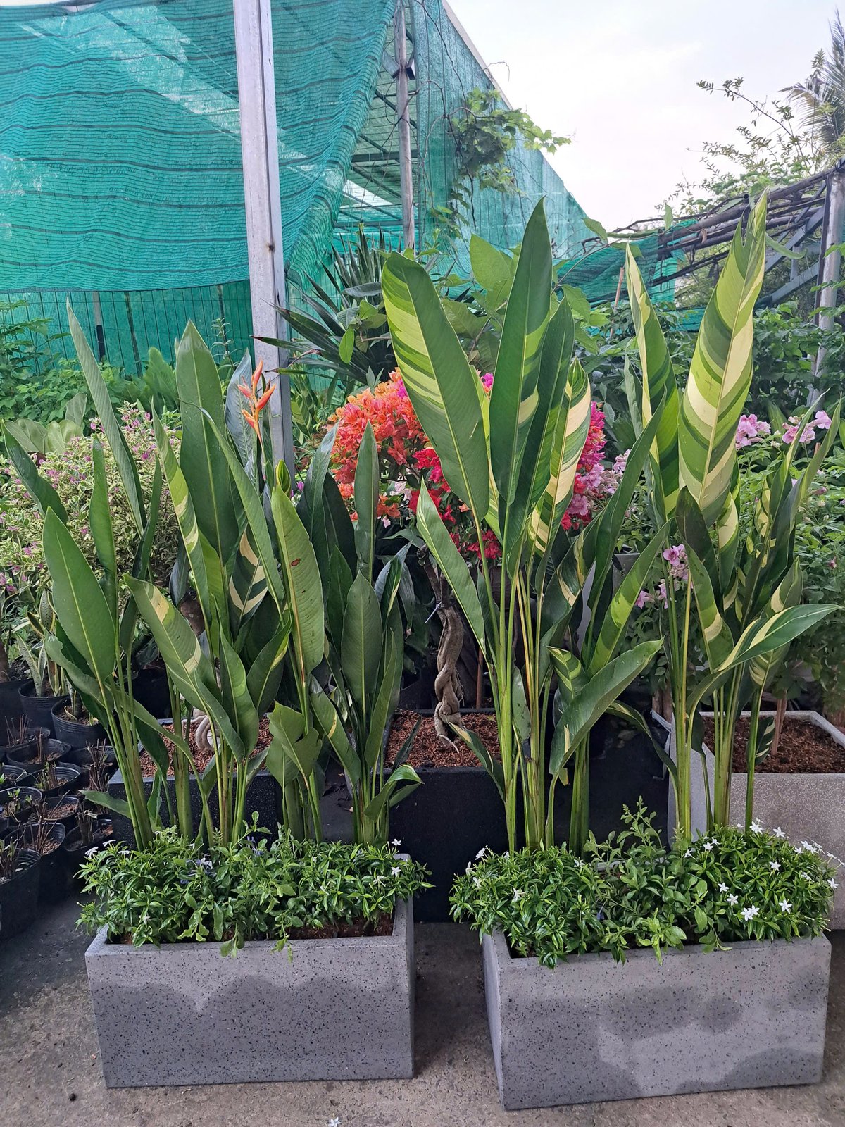Bồn cây chuối thiên điểu phối kết 2