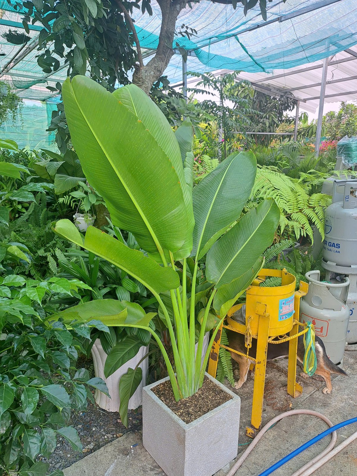 Cây chuối rẻ quạt