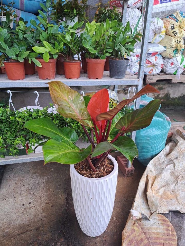 Đế vương đỏ