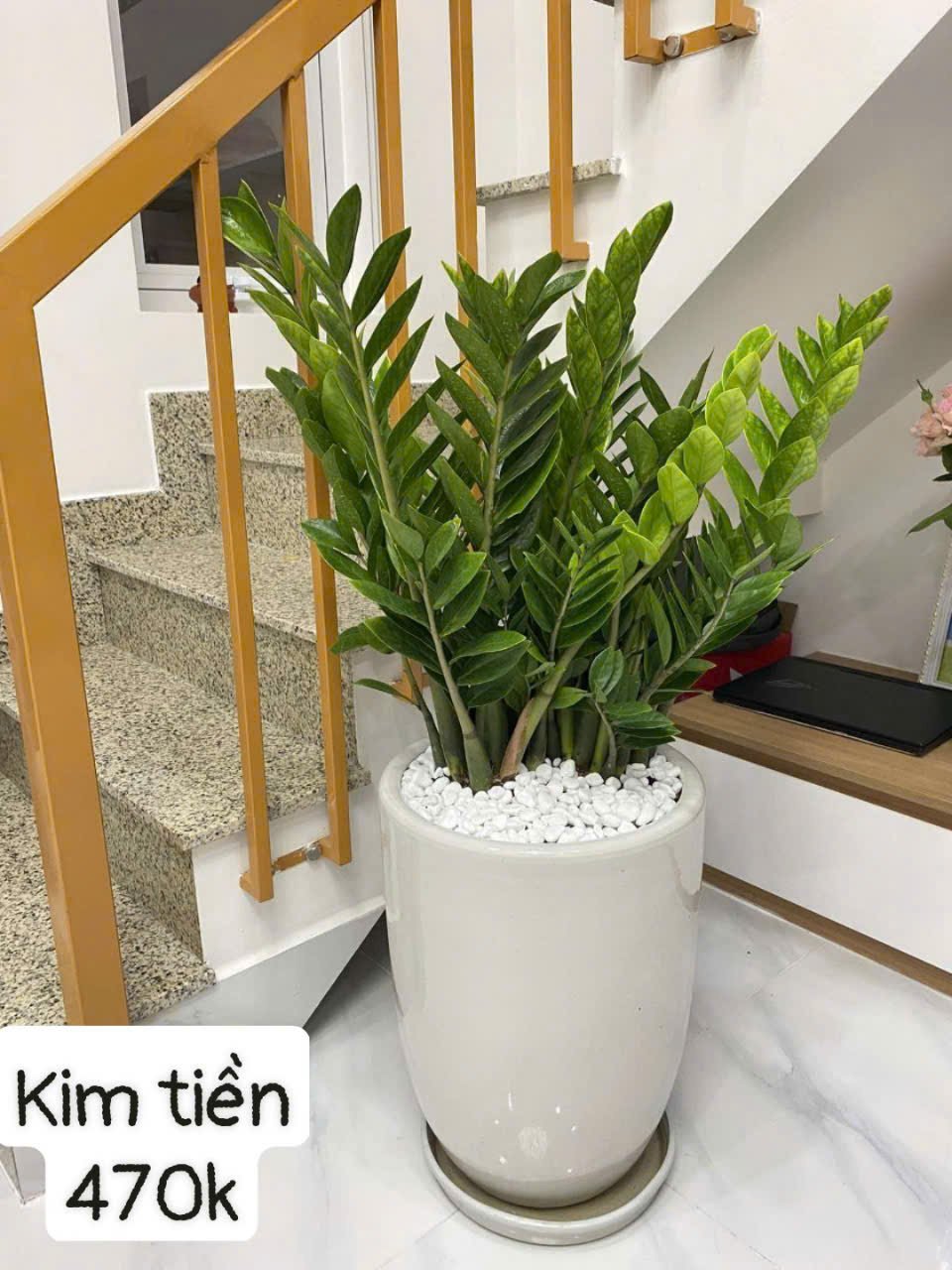Cây kim tiền hút tài lộc 3