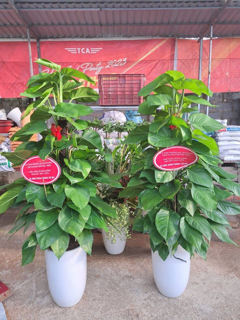 Trầu bà cột chậu sứ 2