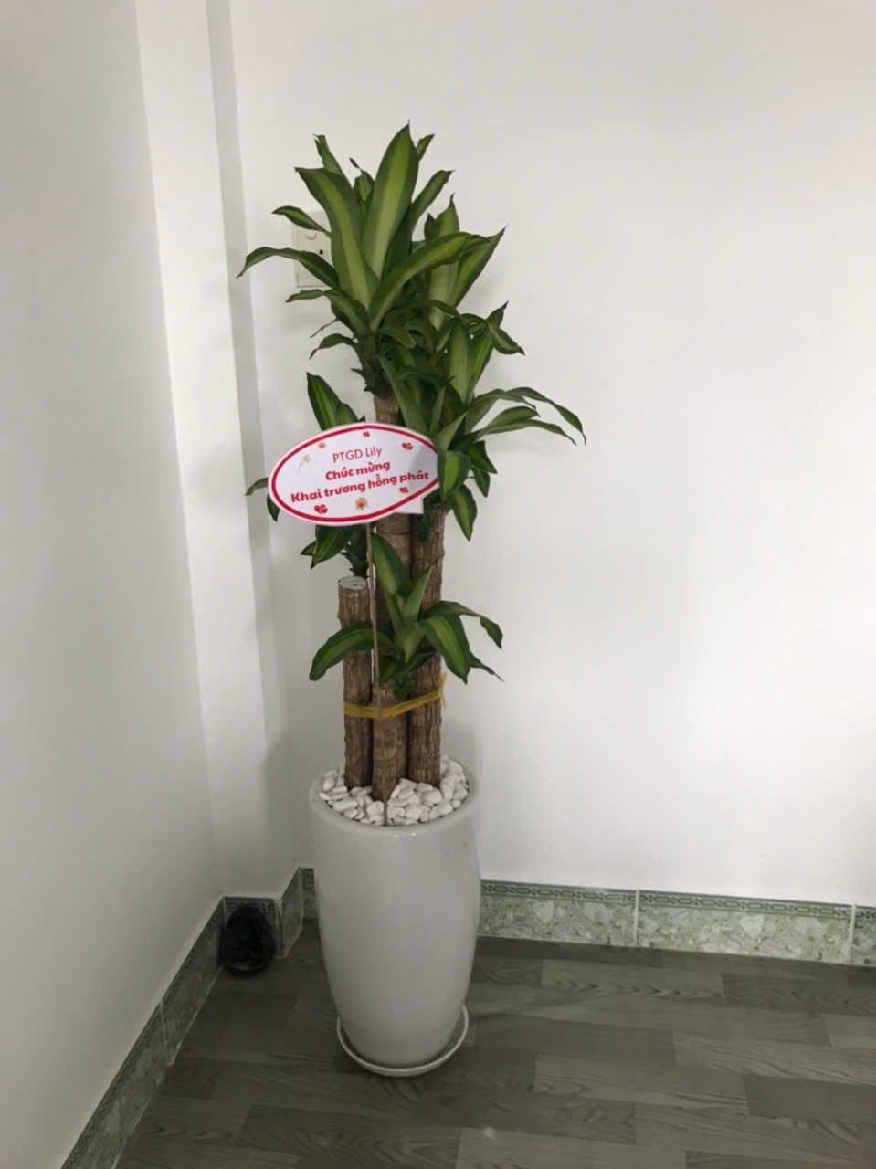Thiết mộc lan chậu sứ trắng 2