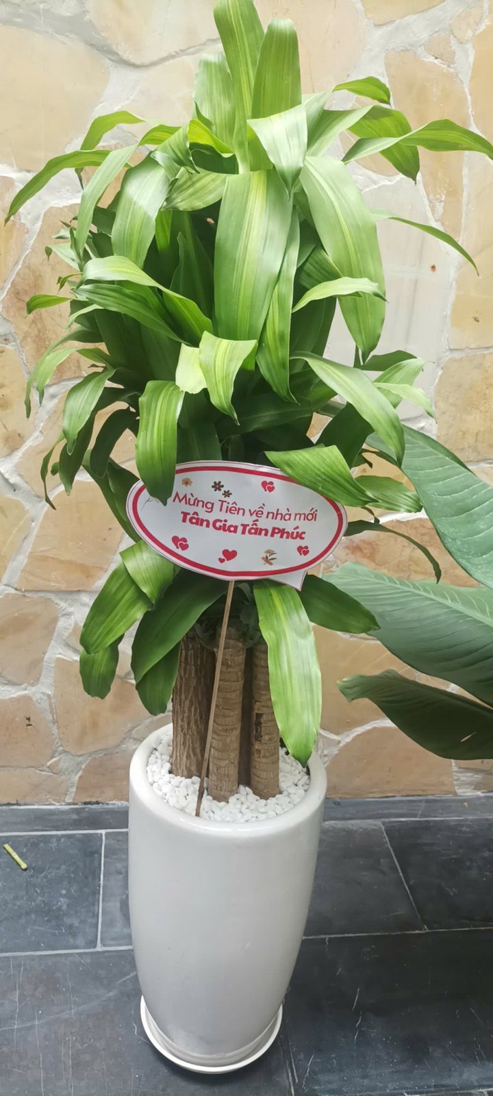Thiết mộc lan chậu sứ trắng 3