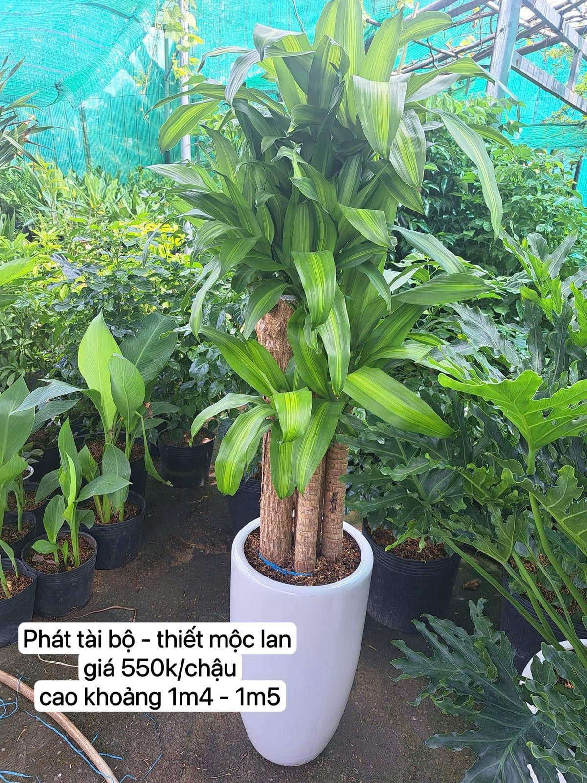 Thiết mộc lan chậu sứ trắng