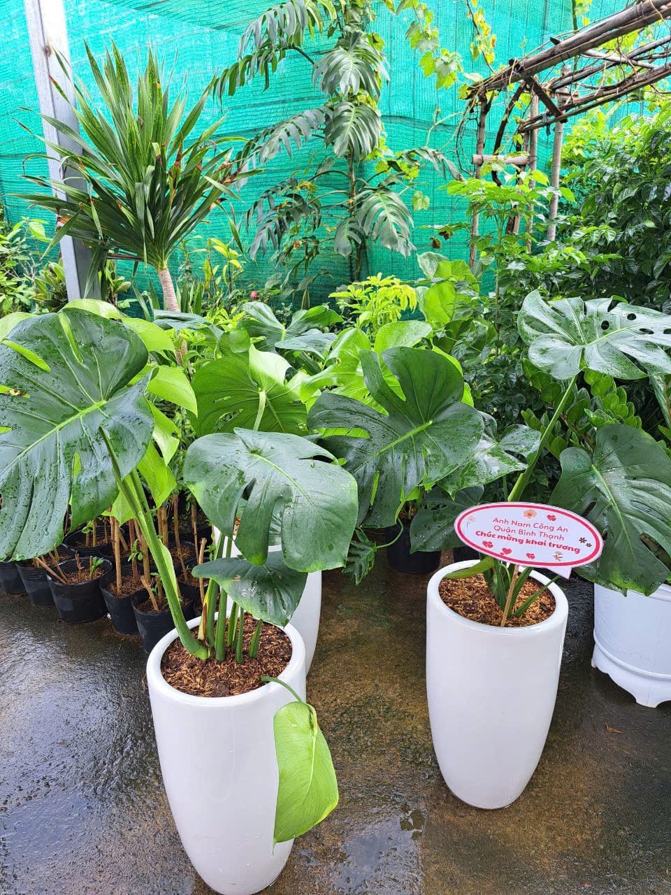 Monstera chậu sứ trắng