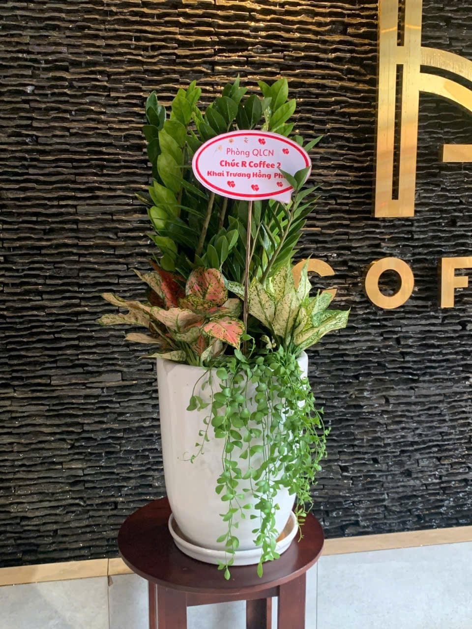 Kim tiền mix chậu sứ trắng
