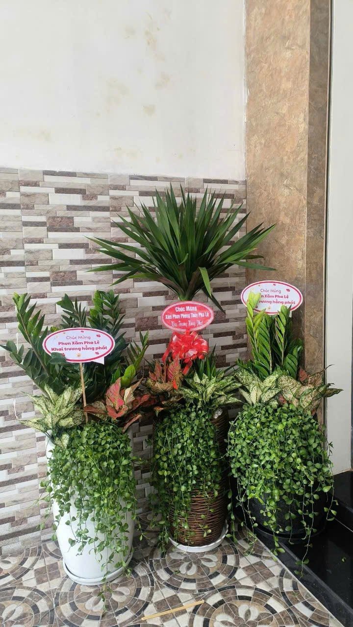 Kim tiền mix chậu sứ trắng 3