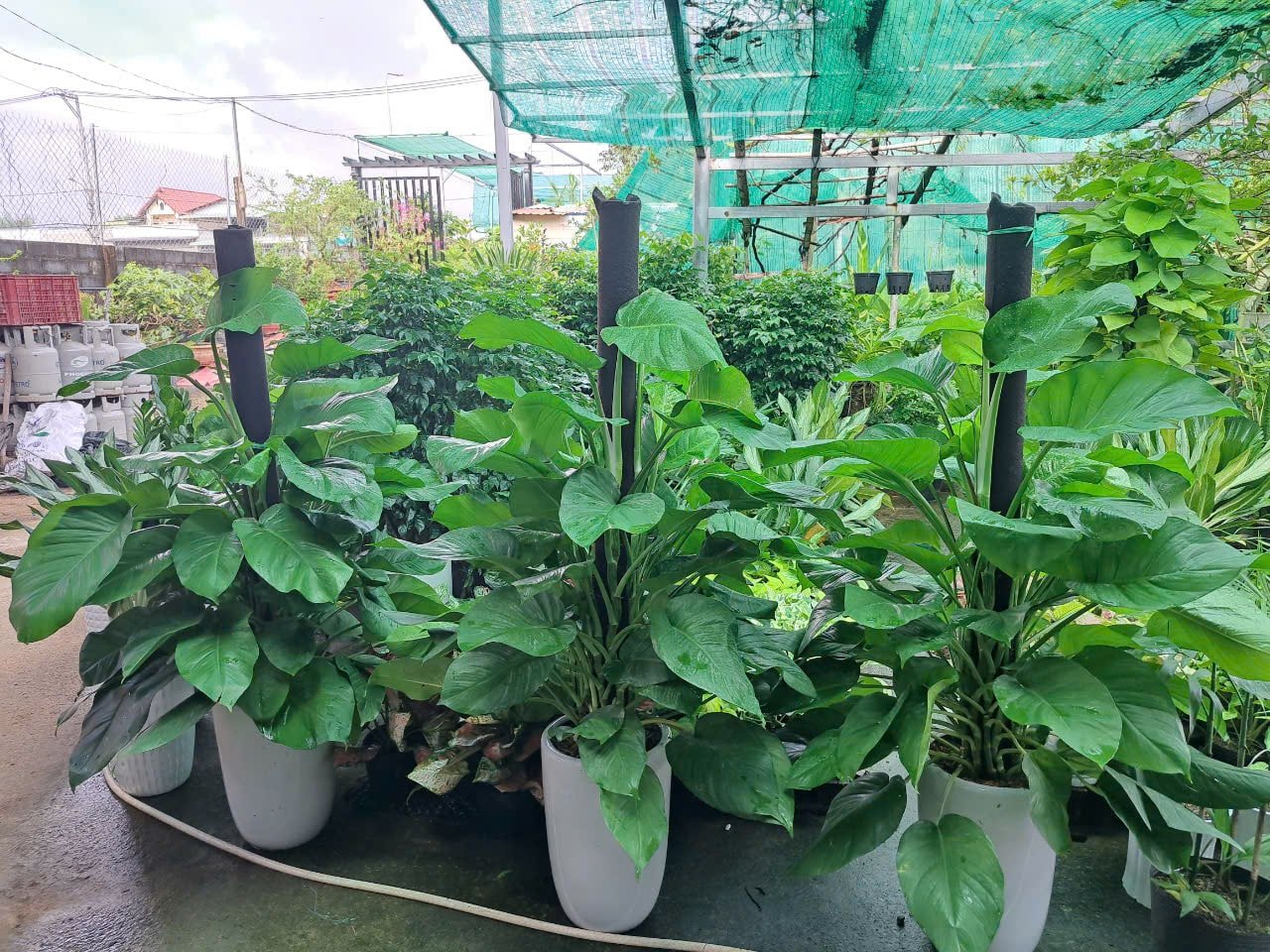 Trầu bà dây chậu sứ