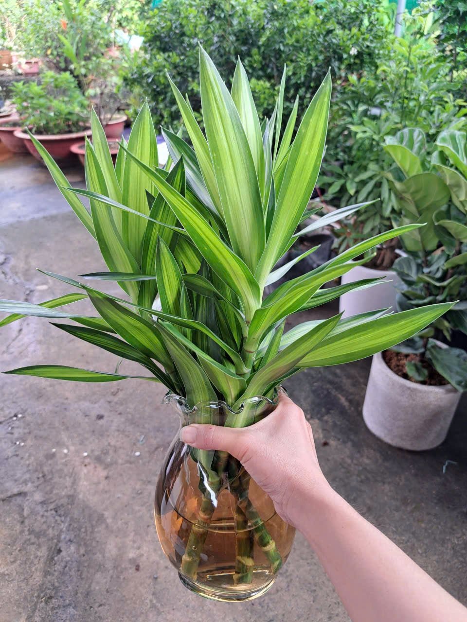 Trúc bách hợp thuỷ sinh chậu thuỷ tinh trong suốt
