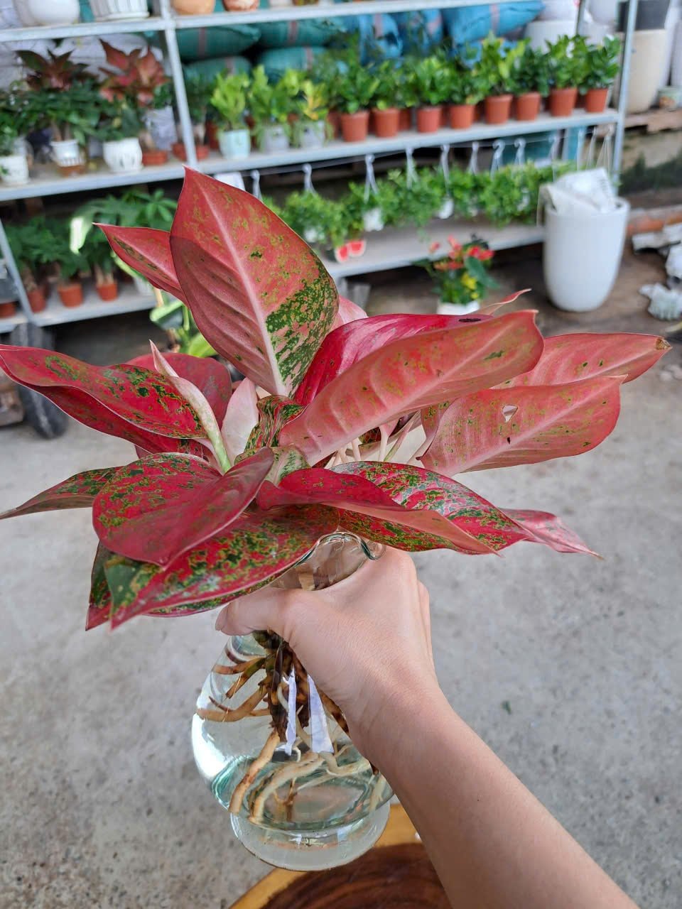 Như Ý thuỷ sinh chậu thuỷ tinh trong suốt 2