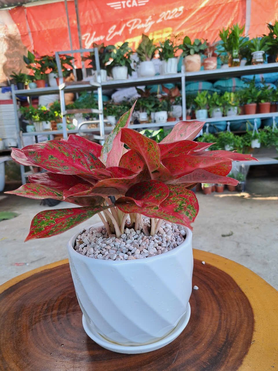 Như Ý chậu sứ 3