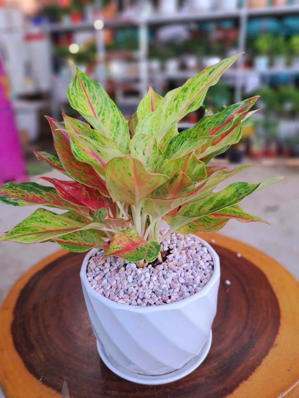 Phú Quý Vàng Chậu sứ 2
