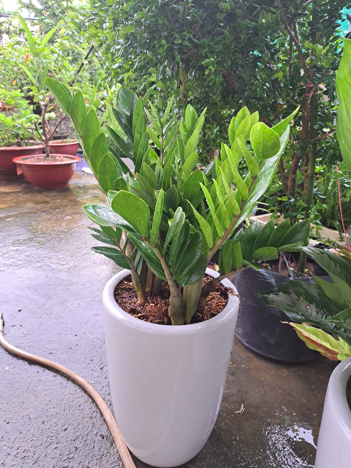 Cây kim tiền nhỏ chậu sứ trắng 2