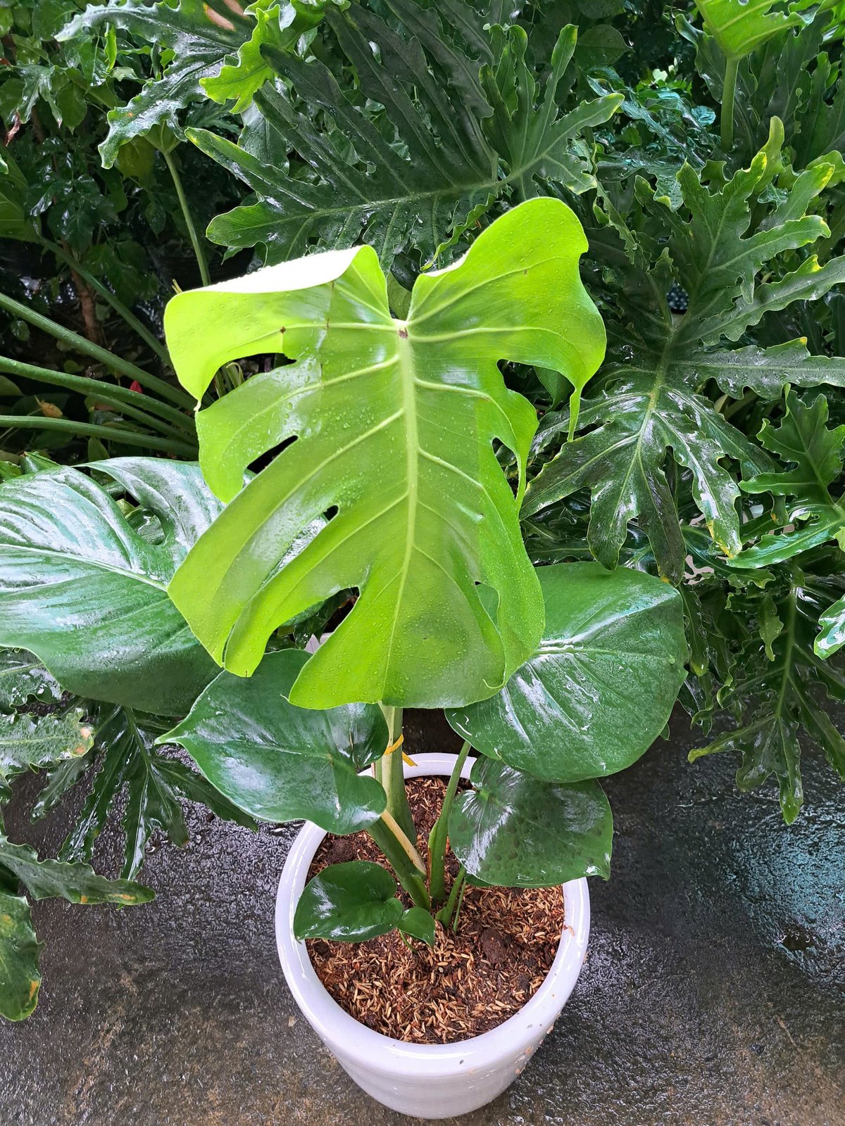Cây Monstera chậu sứ trắng 2