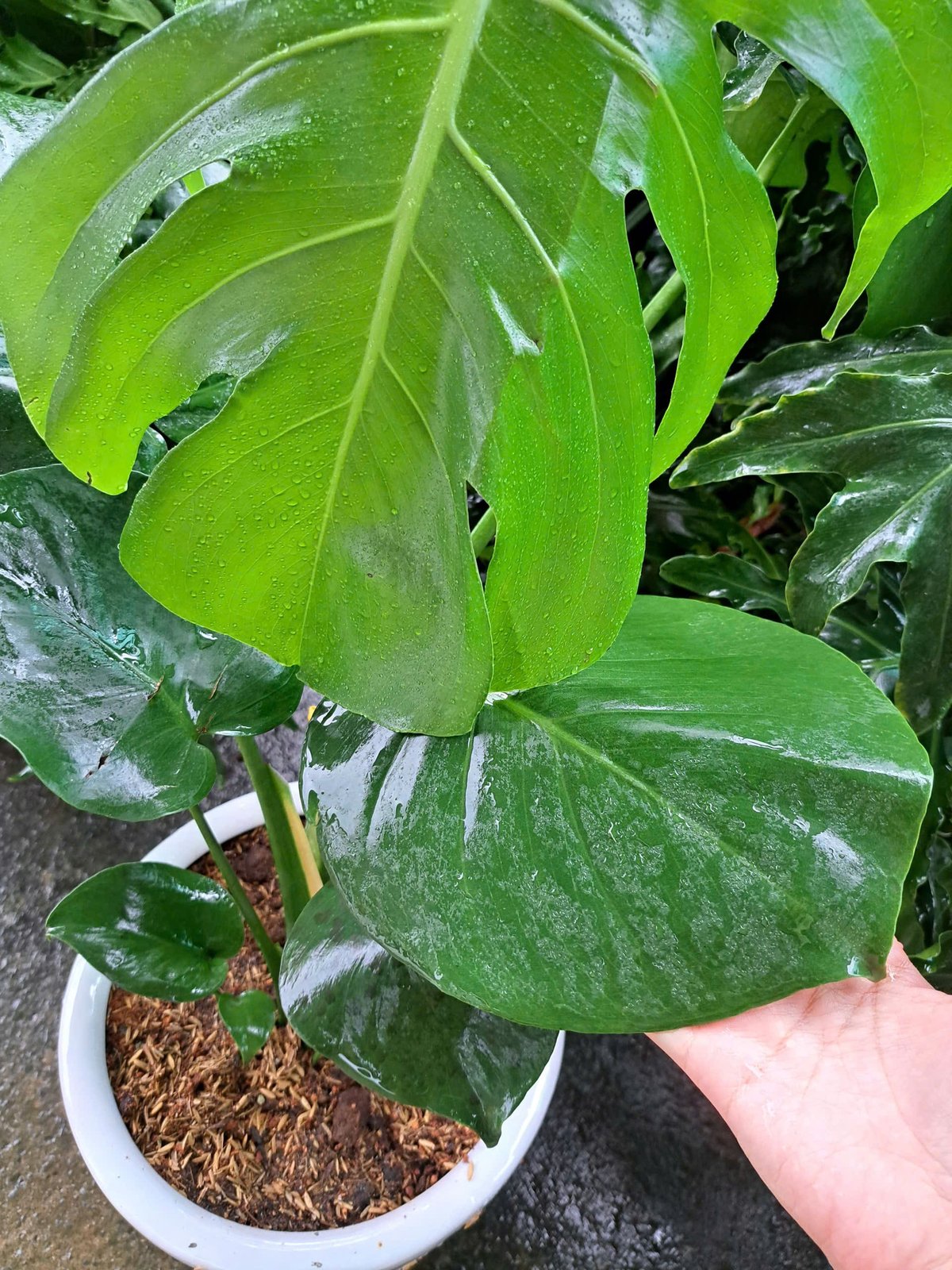 Cây Monstera chậu sứ trắng 3