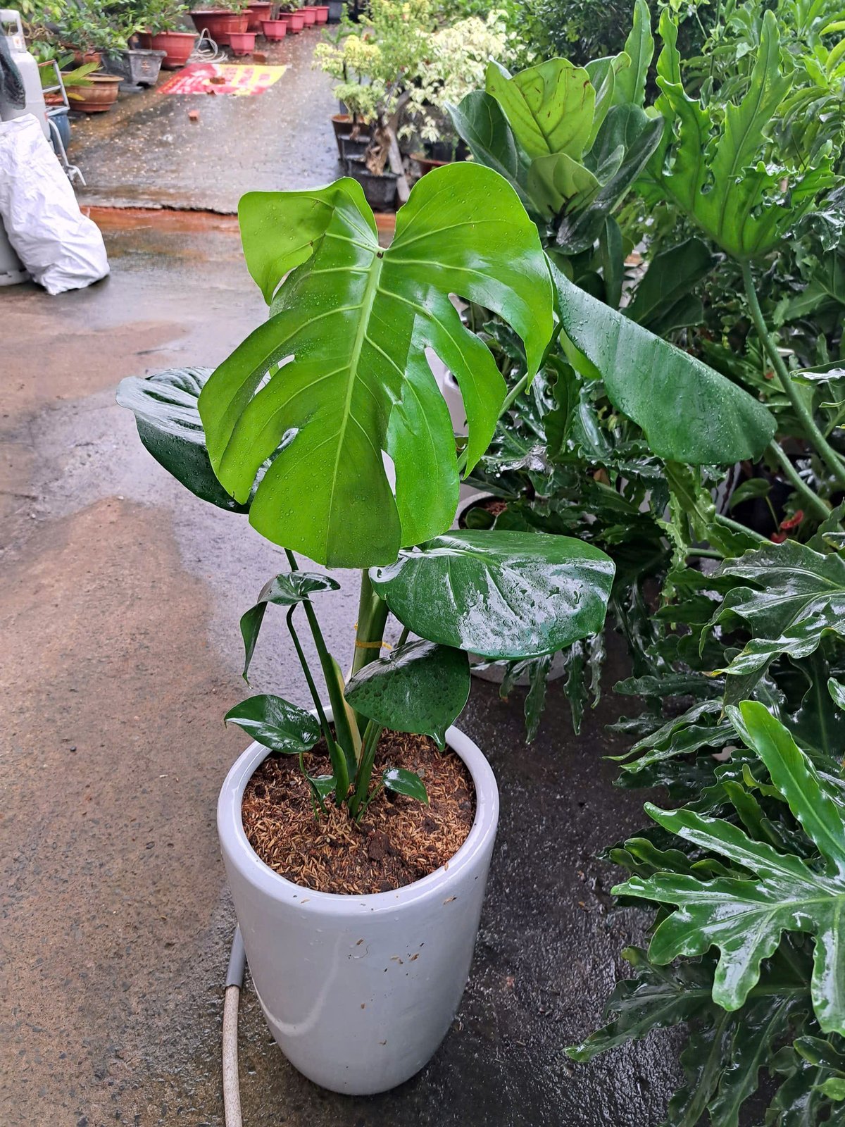 Cây Monstera chậu sứ trắng