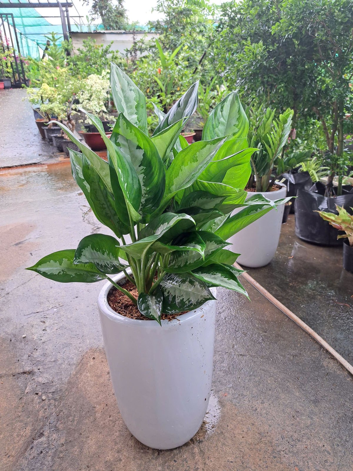 Cây Thanh Lam Chậu sứ trắng
