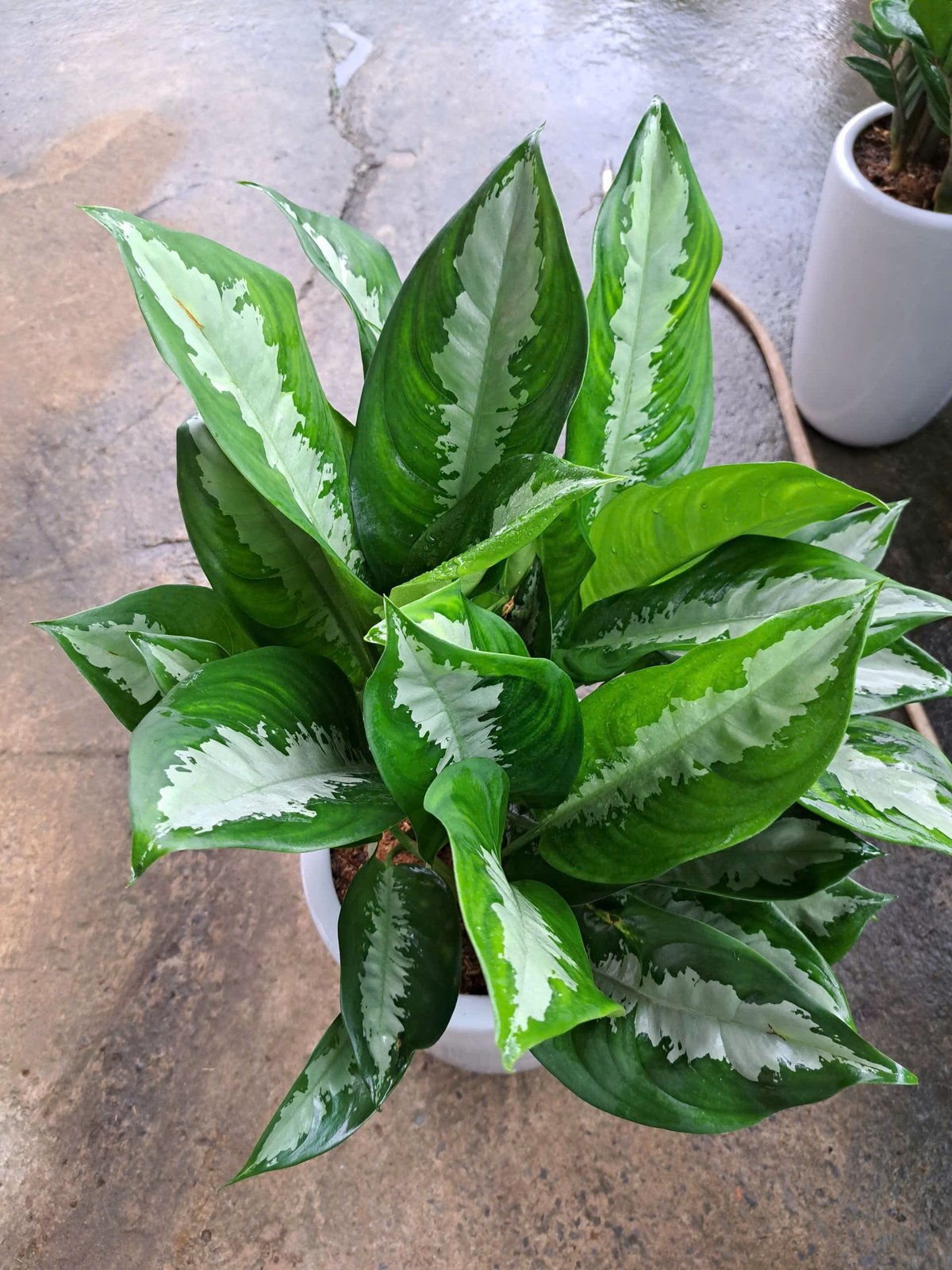 Cây Thanh Lam Chậu sứ trắng 3