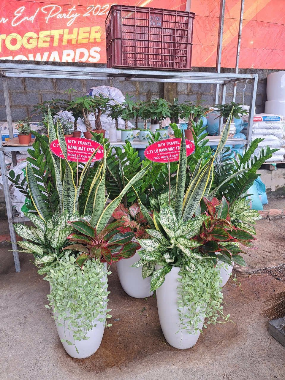 Lưỡi hổ mix phú quý ngọc ngân