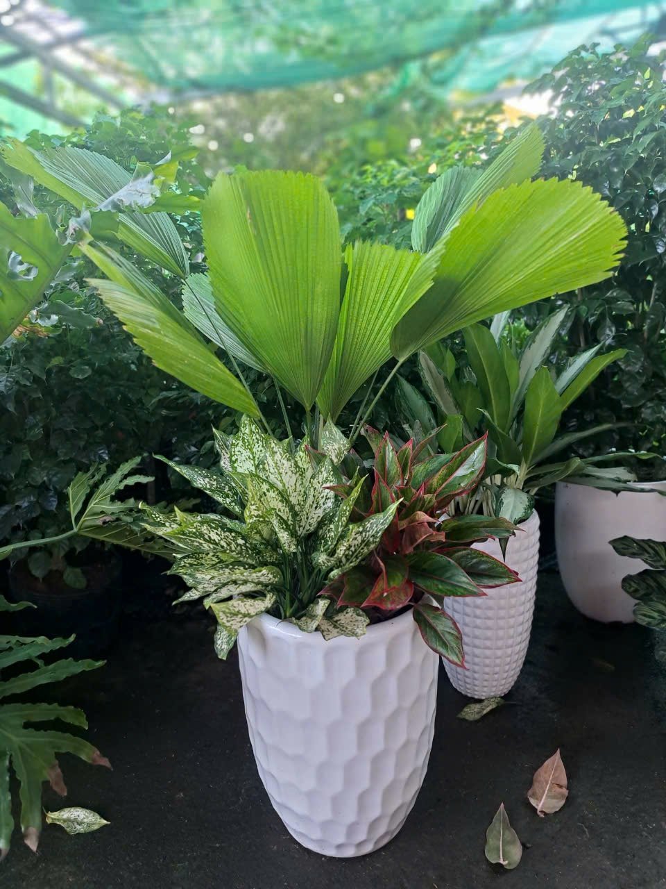 Cọ mix ngọc ngân phú quý