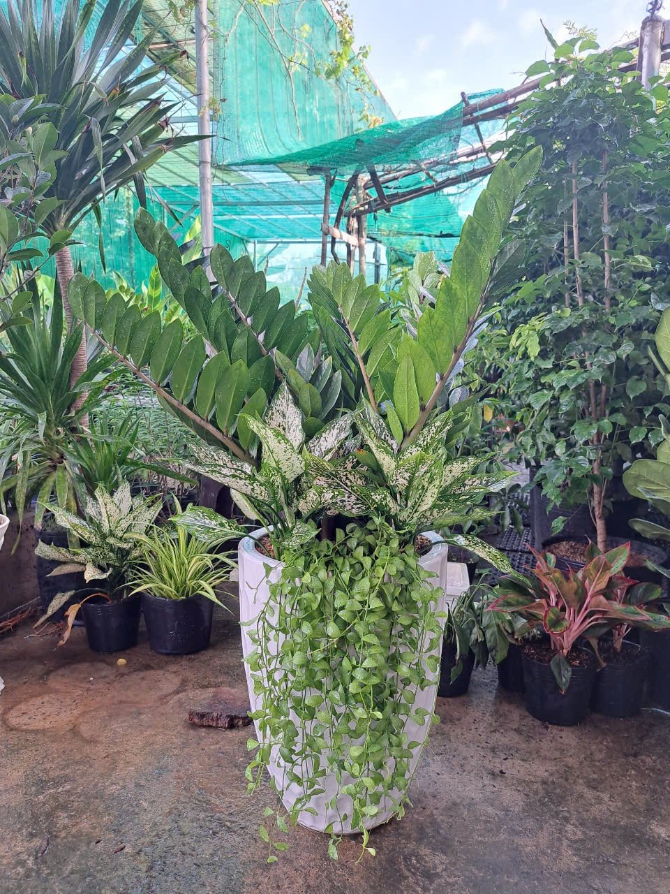 Kim tiền mix ngọc ngân chậu sứ